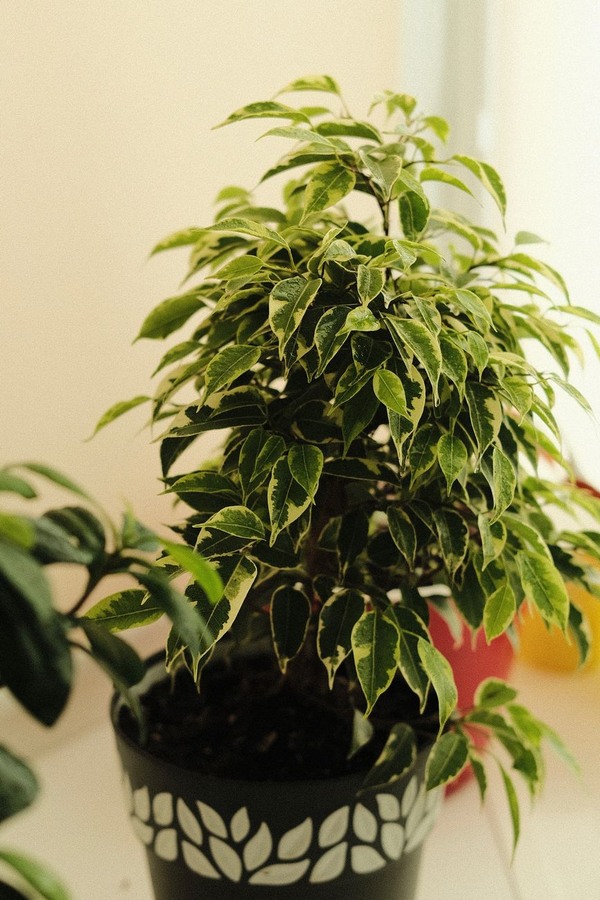 Plant wrapped with protective material and internal bracing supports during transport preparation